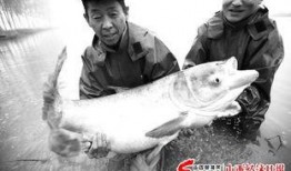 天津水产爆料事件最新,揭露海鲜市场惊人内幕